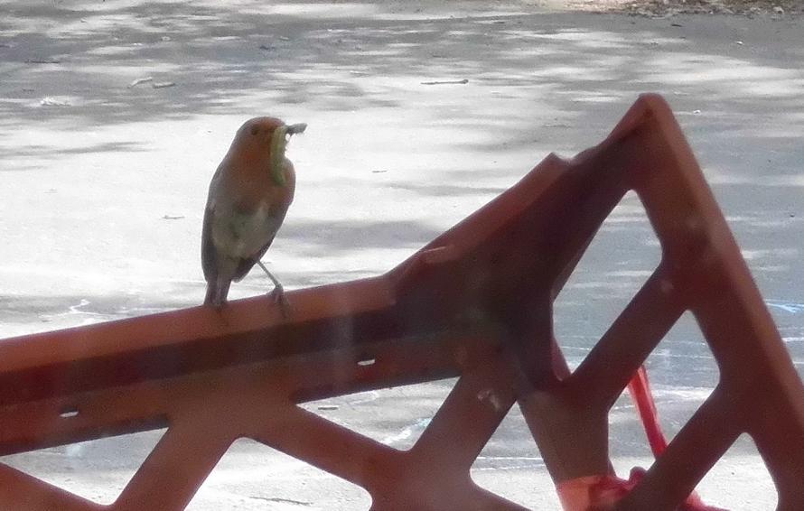 Robin bringing food to nest, outside RJB