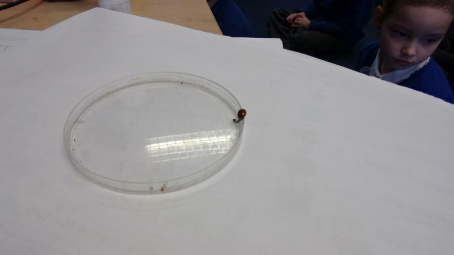 We captured a ladybird to look more closely. 