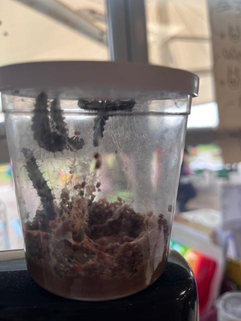 Getting ready now to build their Chrysalis