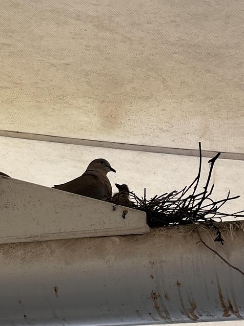 Mrs Pige had a baby! We named her Bluey!