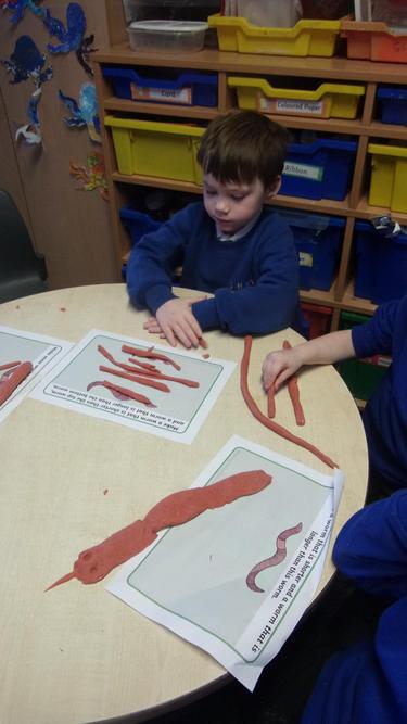 Comparing Lenth - who has the longest worm?