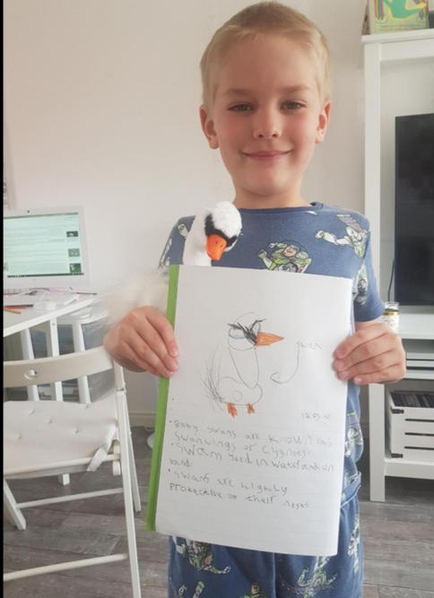 William got a swan so wrote 3 facts about them!