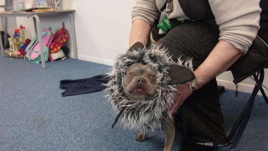 The 'Big Bad Wolf' (Fry) came to visit us. 