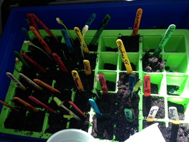 Our plants have grown over the weekend.