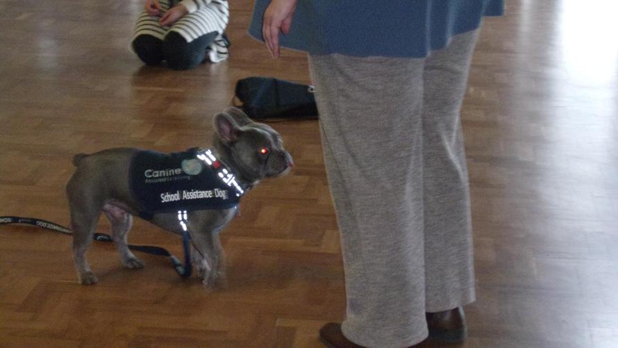 Fry visited Reception to show us his tricks and got his own WOW certificate!