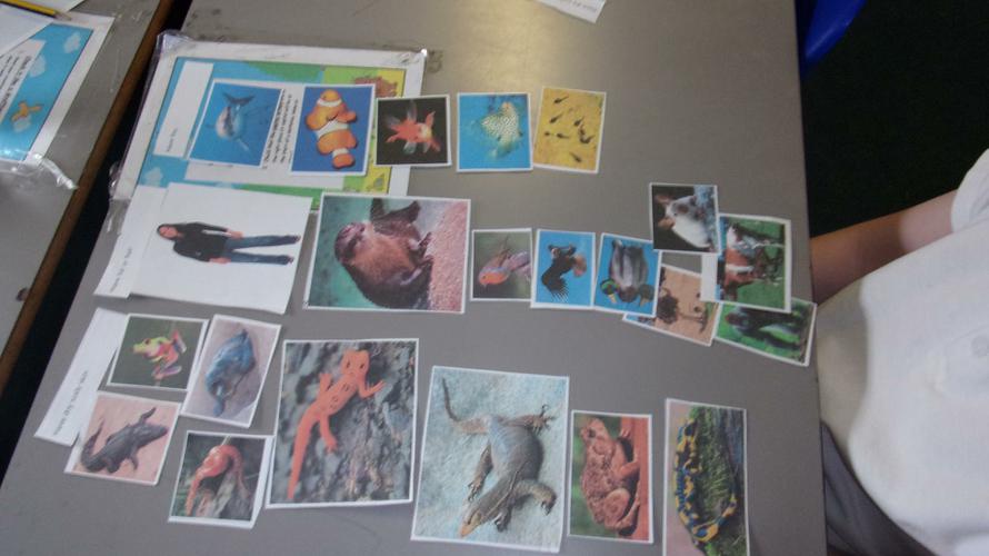 Sorting animals 
