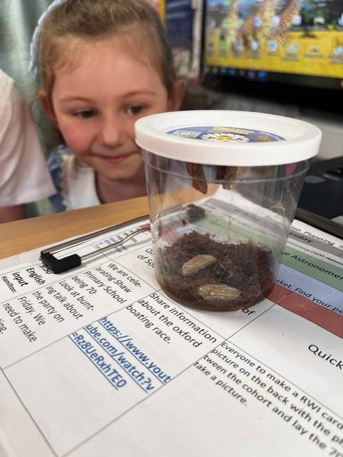 Our Caterpillars are now in their coccoons