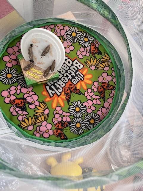 Our caterpillars are in their Chrysalis.