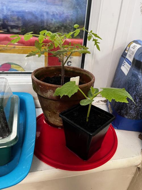 Our tomato plant and our new Cucumber plant