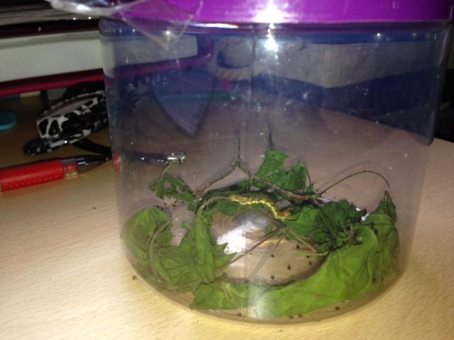 Our friend the caterpillar is growing fast! 