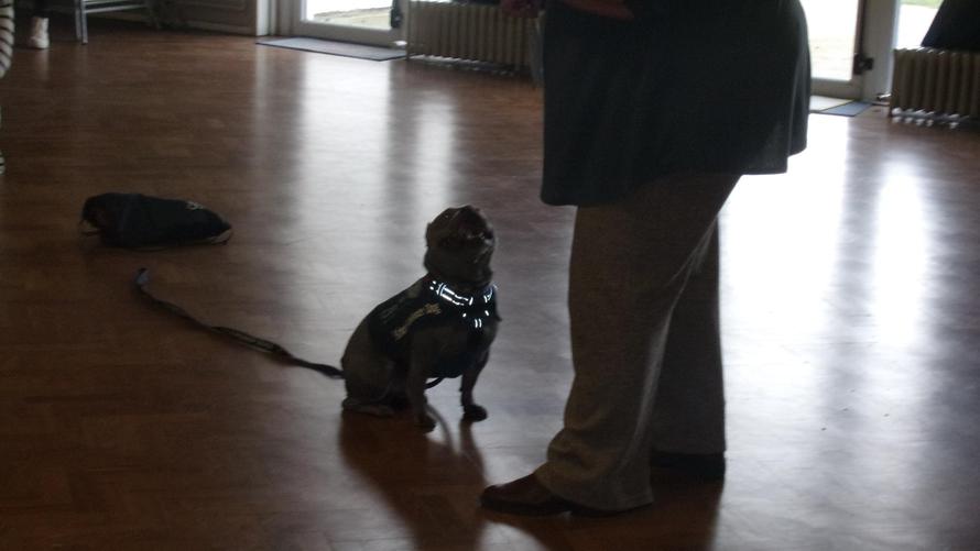 Fry was excellent at following instructions.