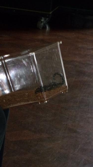 The Scorpion stayed in the box!  
