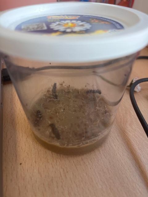 We have been watching our caterpillars grow!