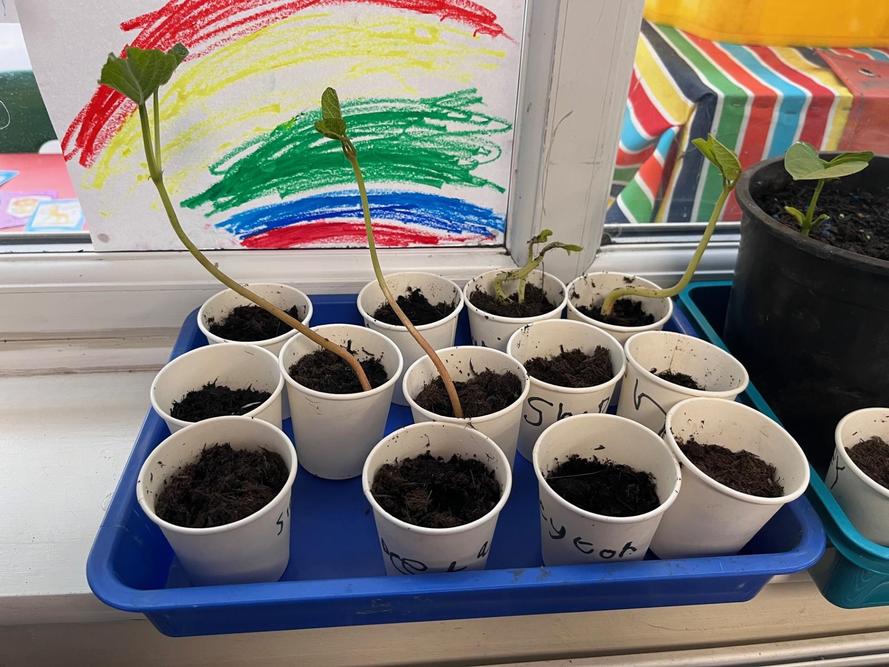 We planted our beanstalks