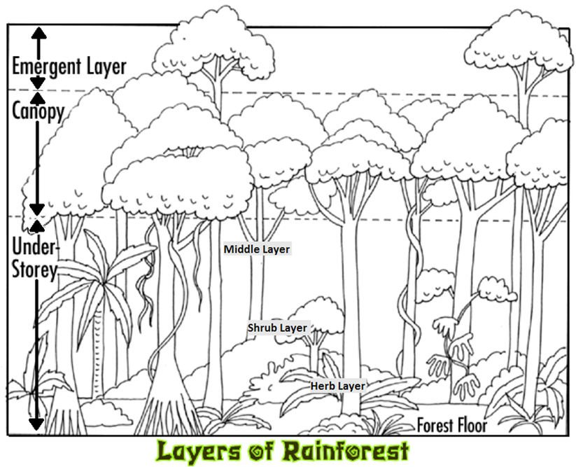 We looked at the different parts of the rainforest.