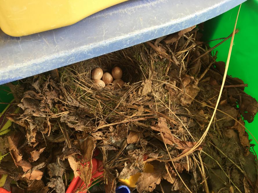 The nest discovered in drawer near sandpit