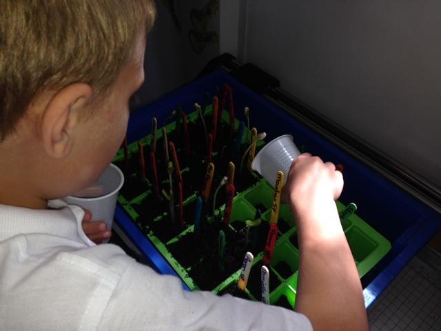 Watering the plants.