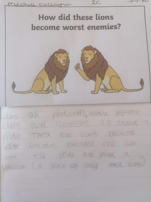 Mitchell's wonderful writing about lions!