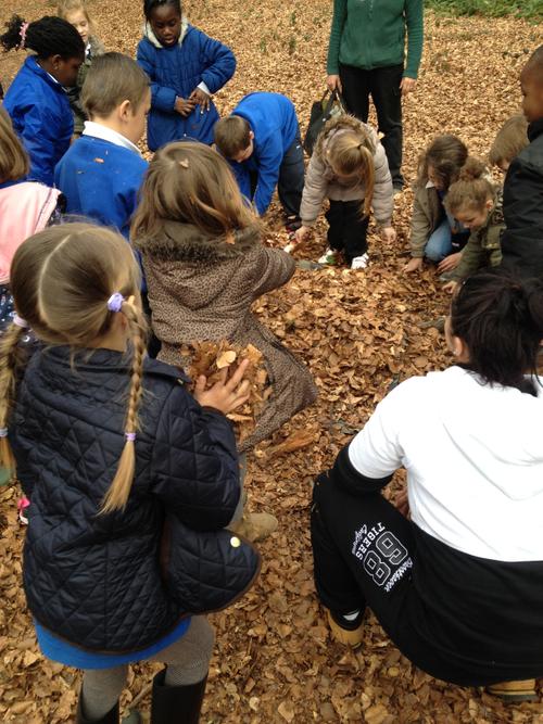 The rangers sprinkled us with leaves.