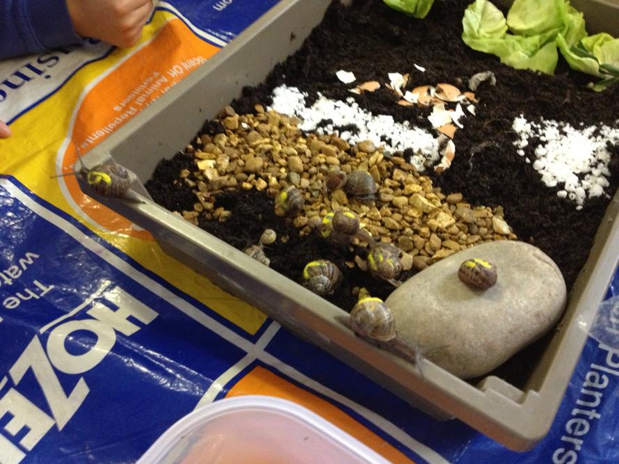 Snail experiment-will they travel over the stones?