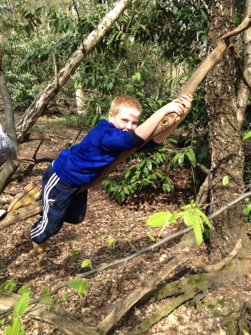 Harry climbing the trees...