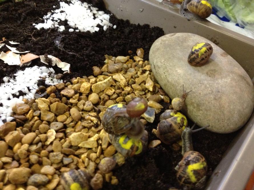 The snail race. 